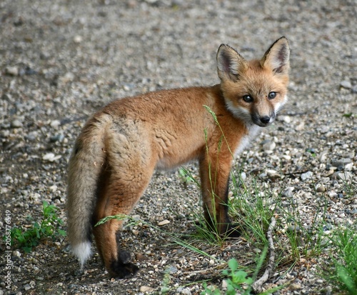 red fox vulpes