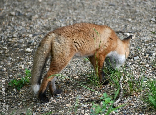 red fox vulpes