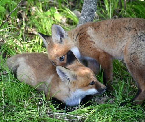 red fox cub