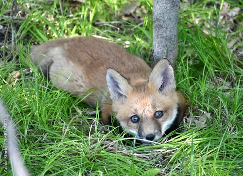 red fox cub
