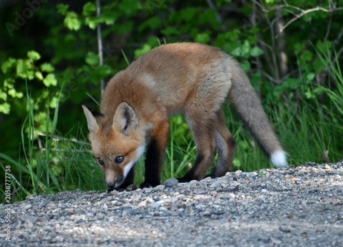 red fox vulpes