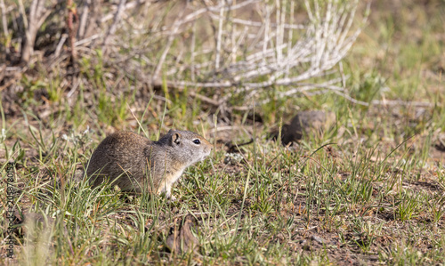 Принти на полотні Cute Uinta Ground Squirrel in Springtime in Yellowstone National Park Wyoming