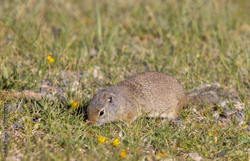 Konstfotografi Cute Uinta Ground Squirrel in Springtime in Yellowstone National Park Wyoming