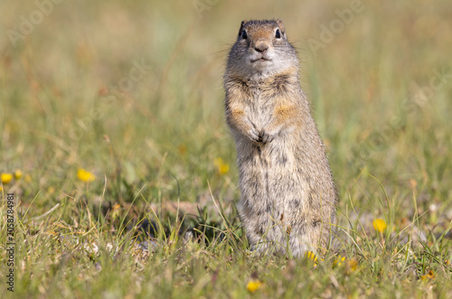 Tableau sur toile Cute Uinta Ground Squirrel in Springtime in Yellowstone National Park Wyoming