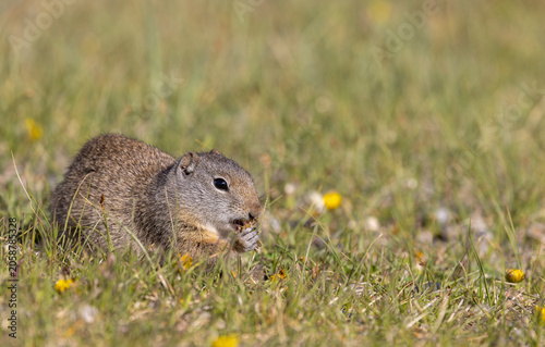 Canvastavla Cute Uinta Ground Squirrel in Springtime in Yellowstone National Park Wyoming