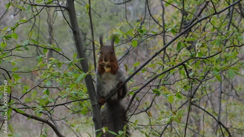 Squirrel eating piece of cookie. Feeding a little funny squirrel in the park in spring. Wild animals, lend a hand theme. Close up.