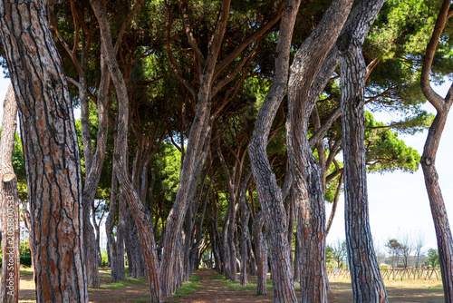Canvas Print Dense grove of umbrella pines with twisted trunks in Mediterranean coastal fores