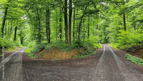 Y-Gabelung im Wald von Waibstadt