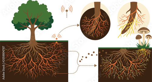 Photos Mycorrhizal network tree root system vector set with mushroom fungi wood wide we
