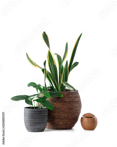 Wicker baskets with housepl...
