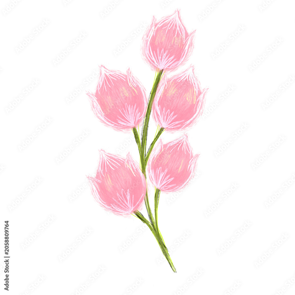 Fototapeta premium pink tulips isolated