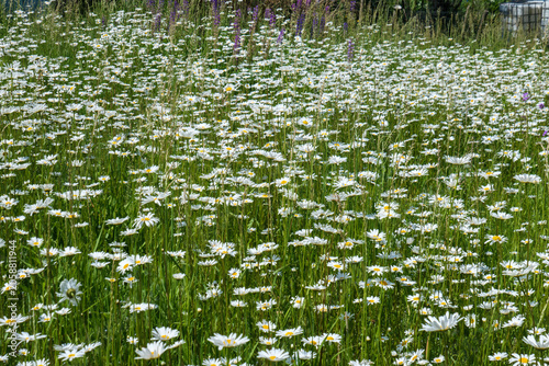 Wanderung in den Vlaamse Ardennen bei Oudenaarde in der Nähe von Gent, Ostflandern. Entlang an Wiesen und Feldern mit blühenden Margeriten und anderen Wildblumen. Ein Paradies für Wanderer.