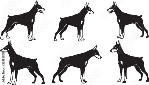 Obraz na plátne Doberman pinscher dog silhouettes showing athletic standing positions and attentive guard dog breed profiles