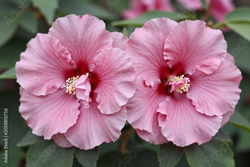 A couple of pink flowers that are next to each other