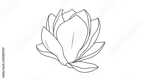 Magnolia Flower Line Drawing, Elegant Botanical Illustration, Black and White Floral Art