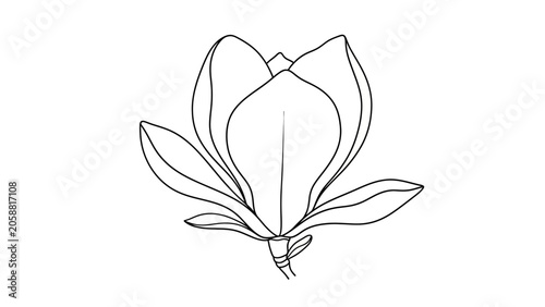 Magnolia Flower Outline Drawing, Simple Botanical Illustration, Black and White Line Art