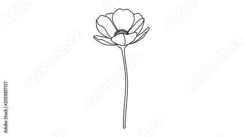 Minimalist Anemone Flower Line Drawing, Elegant Botanical Illustration