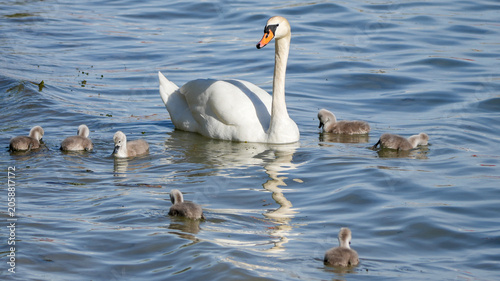 Fotografie mute swan (cygnus olor) swimming in blue water with its small fluffy cygnets