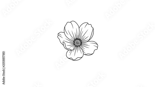 Minimalist Black and White Line Art Drawing of a Single Anemone Flower
