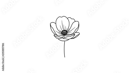 Minimalist Black and White Line Art Drawing of a Single Anemone Flower