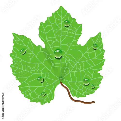Slika na platnu green grape leaf  with water droplets