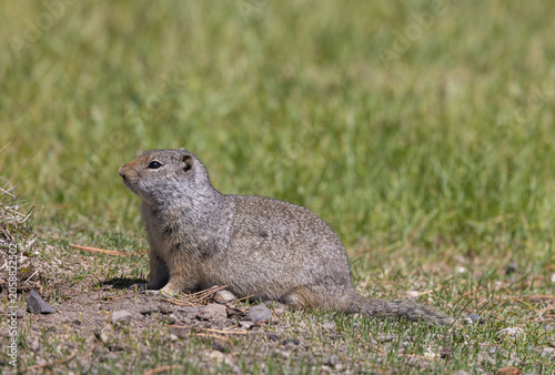 Принти на полотні Uinta Ground Squirrel in Springtime in Yellowstone National Park
