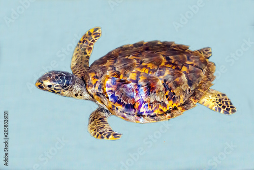 Turtle Bissa on a light background.  Marine animals, reptiles, ecology.