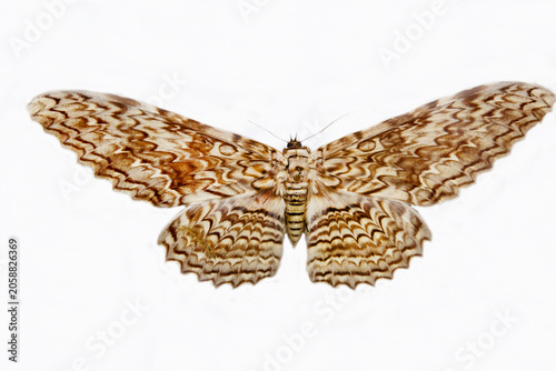 Agrippina butterfly with beautiful wings isolated on a white background. Wildlife fauna insects.