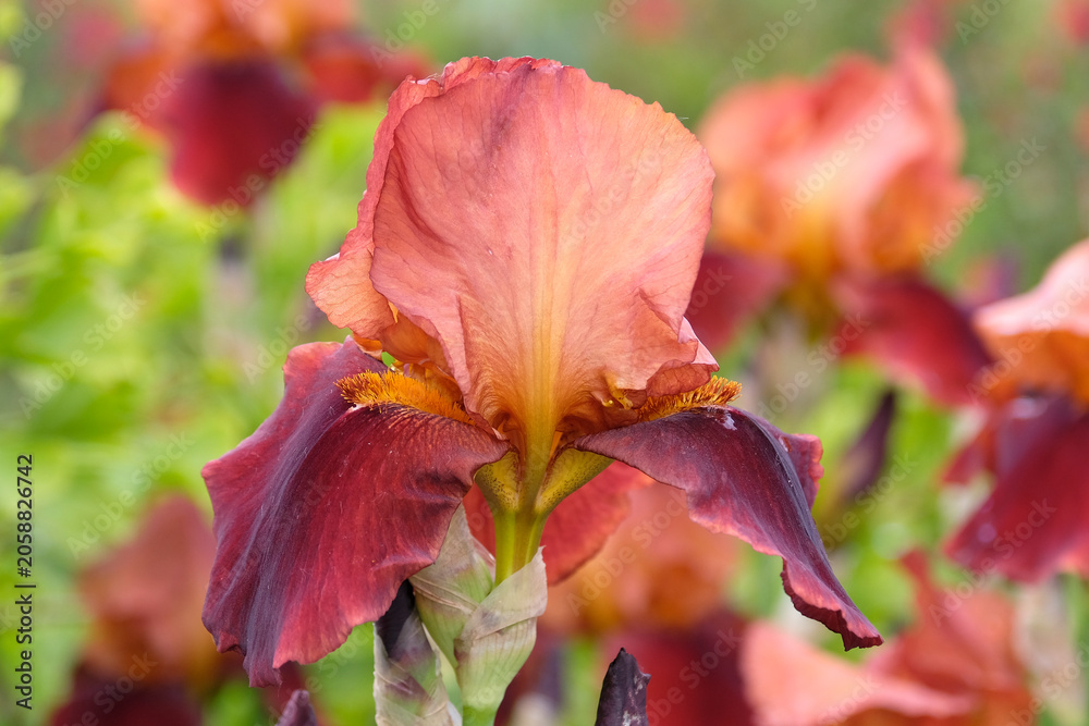 Obraz premium Orange and red Bearded iris ‘Natchez Trace’ in flower.