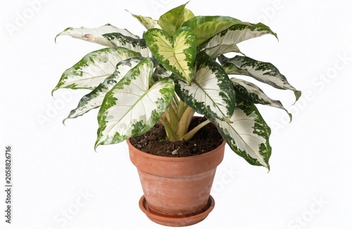 green plant in a pot on white background