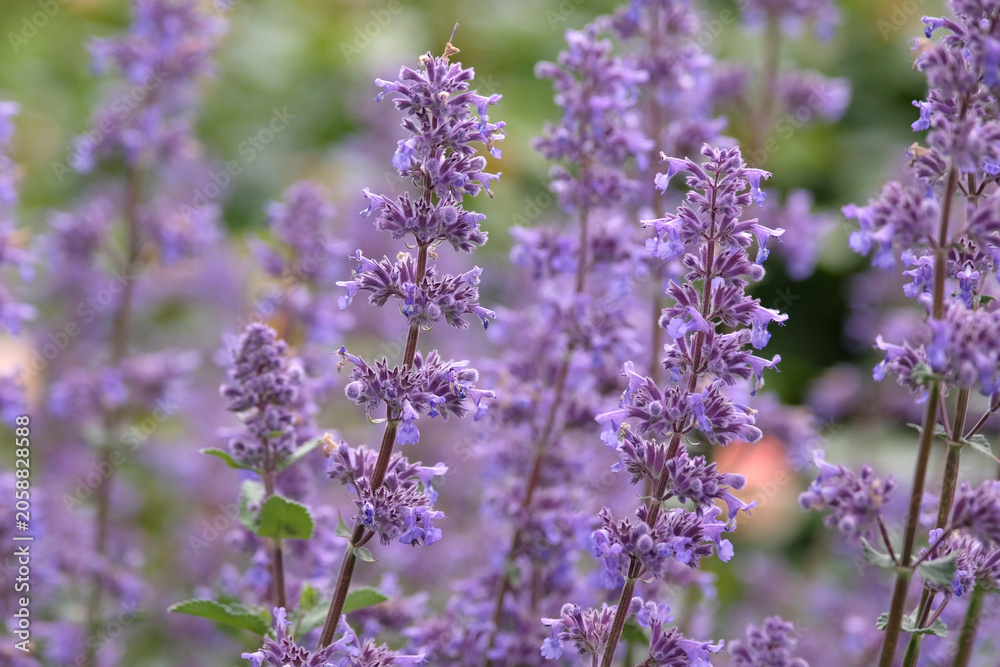 Obraz premium Purple Nepeta, catmint in flower.