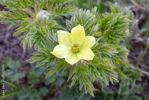 Pulsatilla Alpina Apiifolia