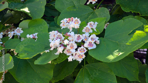 Foto Blooming white catalpa tree flowers with purple and yellow spots among green lea