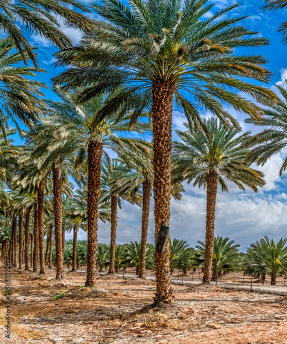 Plantation of date palms. Sustainable agriculture in arid and desert areas of the Middle East