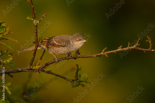 A high-quality, sharp wildlife photograph of an adult Barred Warbler (Curruca nisoria) perched on a horizontal, lichen-covered branch of a deciduous shrub. 