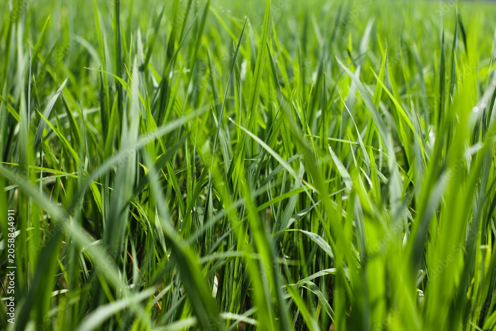Obraz premium Close-up of vibrant green paddy leaves in a rice field