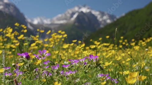 Beautiful purple and yellow wildflowers blooming on green meadow. Majestic snow-capped mountains stand tall in blurred background. Switzerland alpine, near saint Moritz