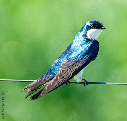 Canvas Print Tree Swallow Perched on Wire with Green Background