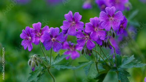 Magnificent geranium ( Latin- Geranium ×magnificum ) is a hybrid species obtained by crossing Georgian geranium with flat-petaled geranium