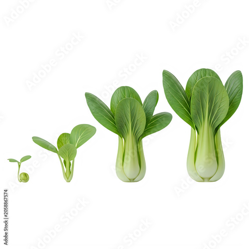 Stages of bok choy plant growth from seed to mature vegetable isolated on transparent background 