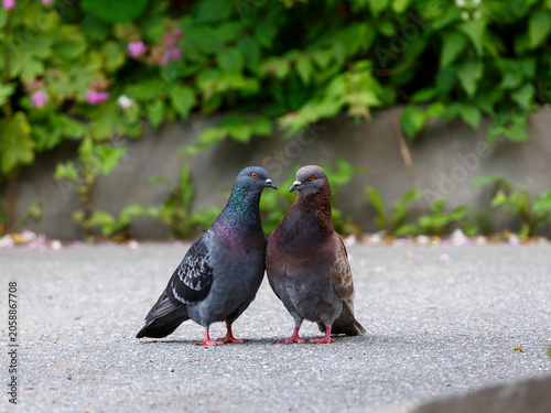 Foto The common pigeon ( Latin- Columba livia ) is a widespread bird of the Columbidae family