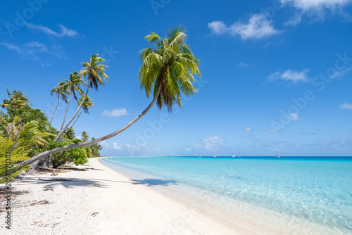 Hanging palm tree on Hirifa Beach, Fakarava, French Polynesia