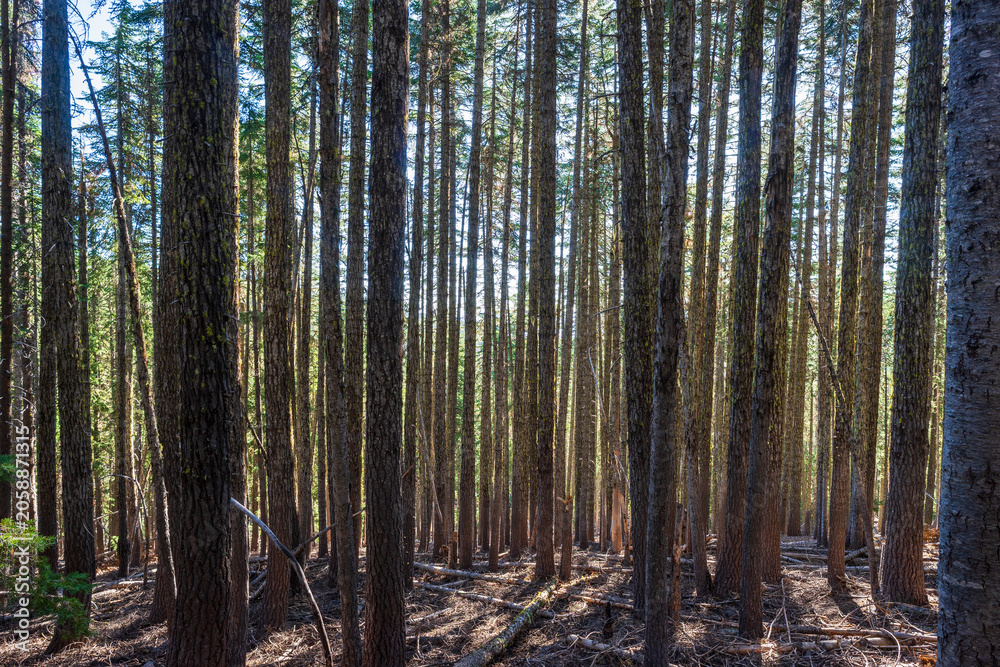 Fototapeta premium Trees In The Forest