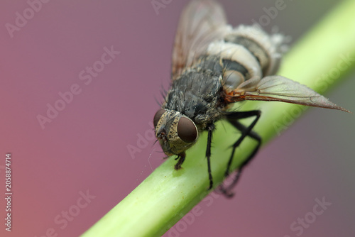 Cuadro en lienzo flies infected with fungus on a stick