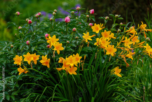 Middendorf's daylily (Hemerocallis middendorffii) is a perennial herbaceous bulbous plant with peduncles about 80 cm high. Nature wallpaper. Background with yellow flowers.