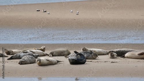 Seehunde auf einer Sandbank