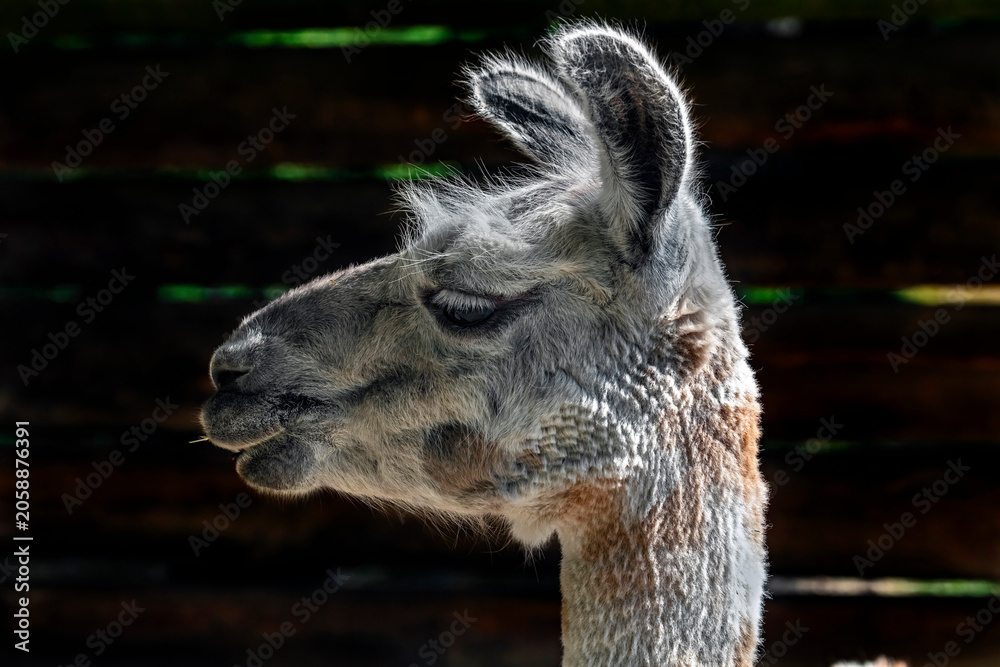 Fototapeta premium Portrait of red and white llama. Latin name - Lama glama
