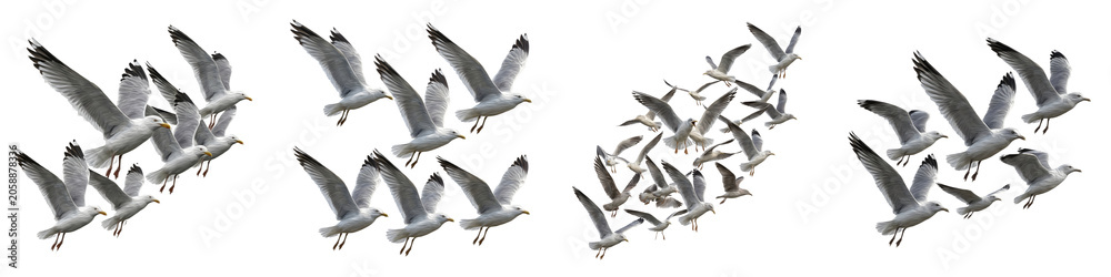 Fototapeta premium Set of Four Flocks of Flying Seagulls: Diverse Groups of Birds in Flight Isolated on White Background for Coastal, Nature, and Wildlife Stock Photography Concepts