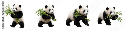 Set of Four Giant Pandas Eating Bamboo Stalks: Adorable Black and White Bears Isolated on White Background for Wildlife and Nature Stock Photography Concepts