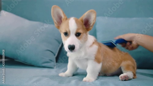 Cute Pembroke Welsh Corgi Puppy Being Groomed and Brushed on Blue Couch